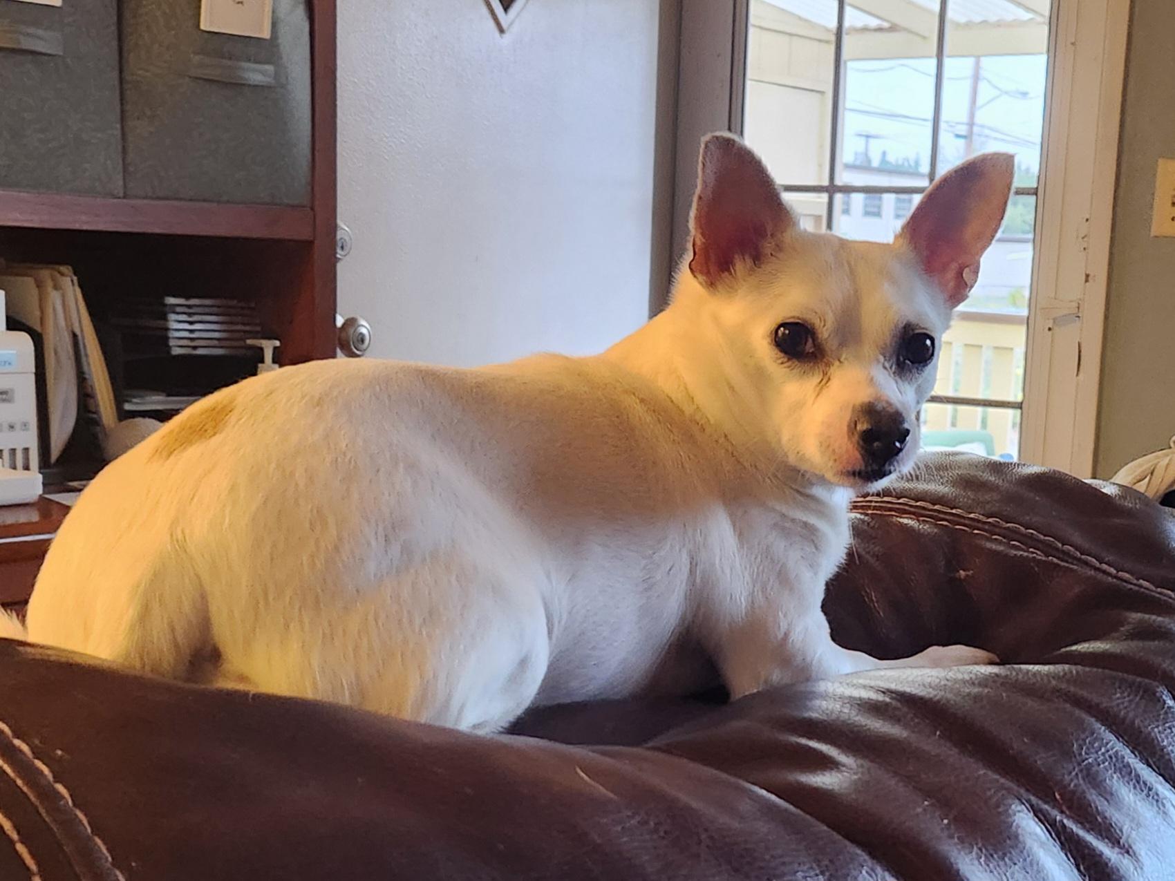 Enlarge ACAI, a Adoptable Chihuahua in Graham, WA image 3/3