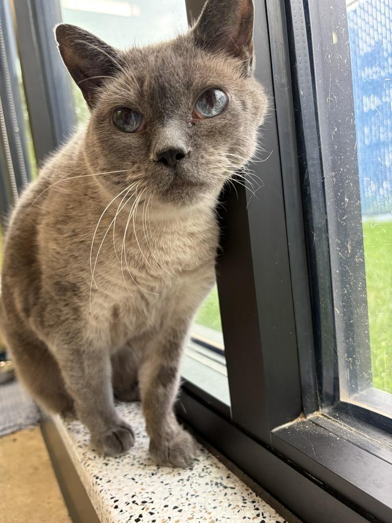 Enlarge Smokey, a Adoptable mixed breed in Minot, ND image 1/6