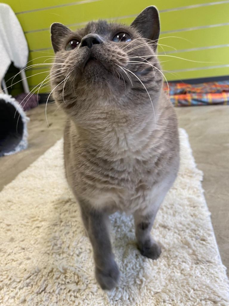 Enlarge Smokey, a Adoptable mixed breed in Minot, ND image 2/6