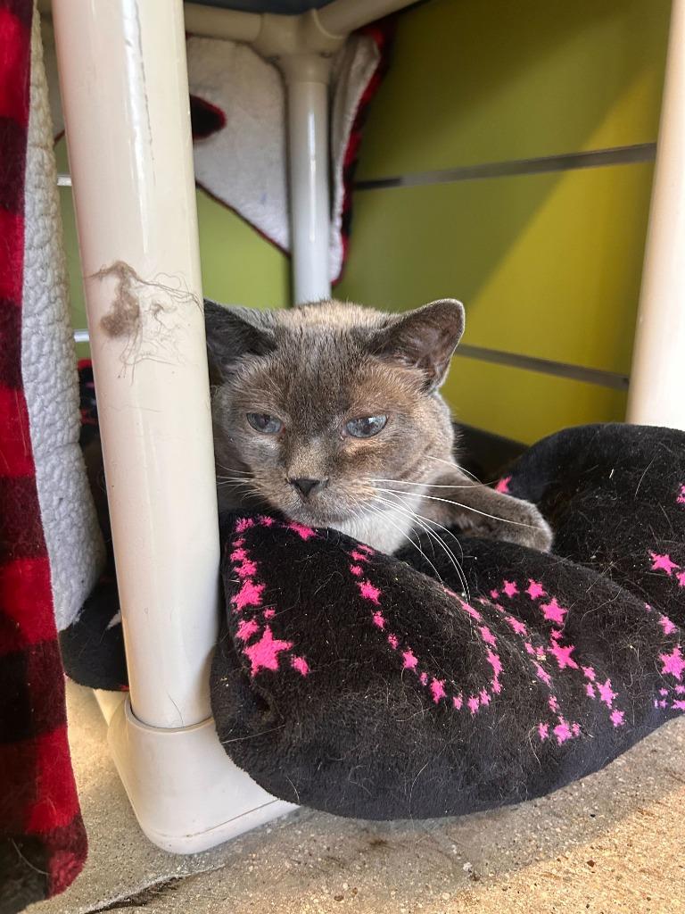 Enlarge Smokey, a Adoptable mixed breed in Minot, ND image 3/6