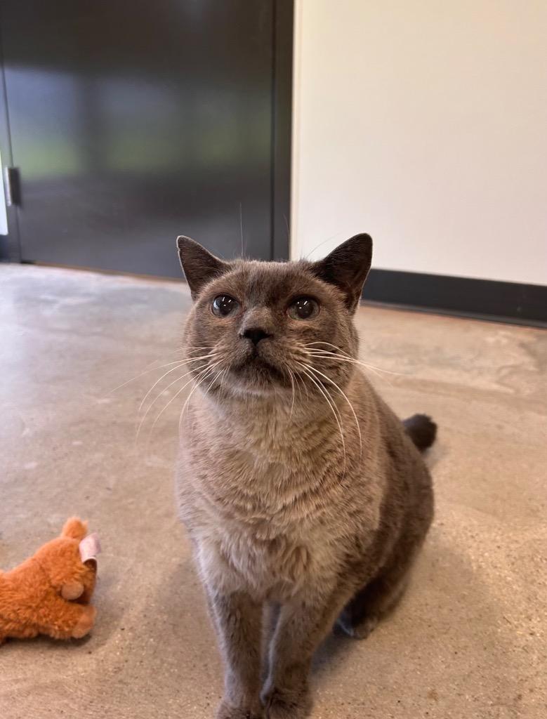 Enlarge Smokey, a Adoptable mixed breed in Minot, ND image 4/6