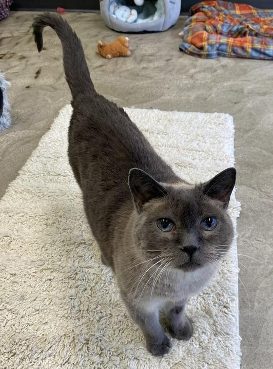 Enlarge Smokey, a Adoptable mixed breed in Minot, ND image 5/6