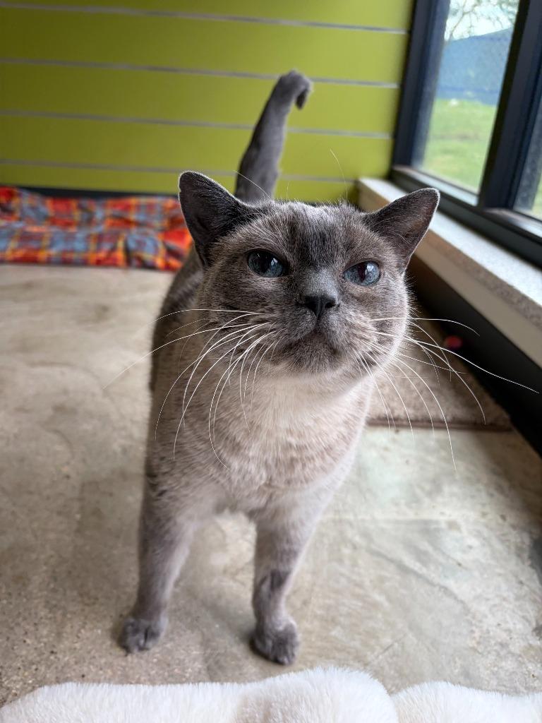 Enlarge Smokey, a Adoptable mixed breed in Minot, ND image 6/6