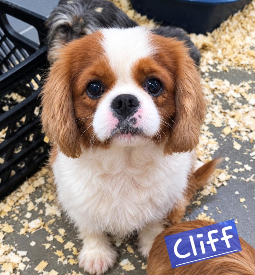 Cliff photo