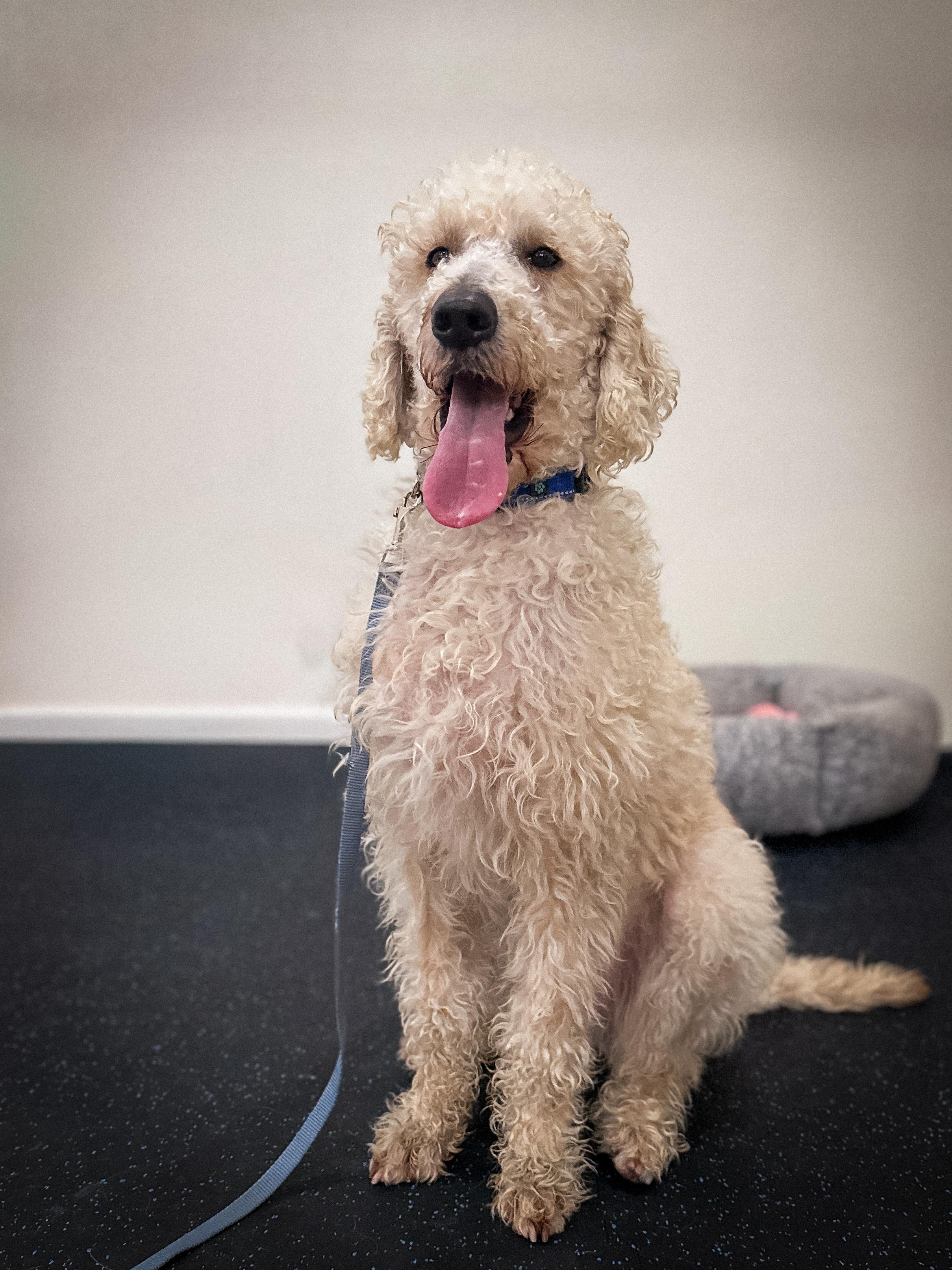 Enlarge Plumber, a ADOPTABLE mixed breed in Fresno, CA image 1/2