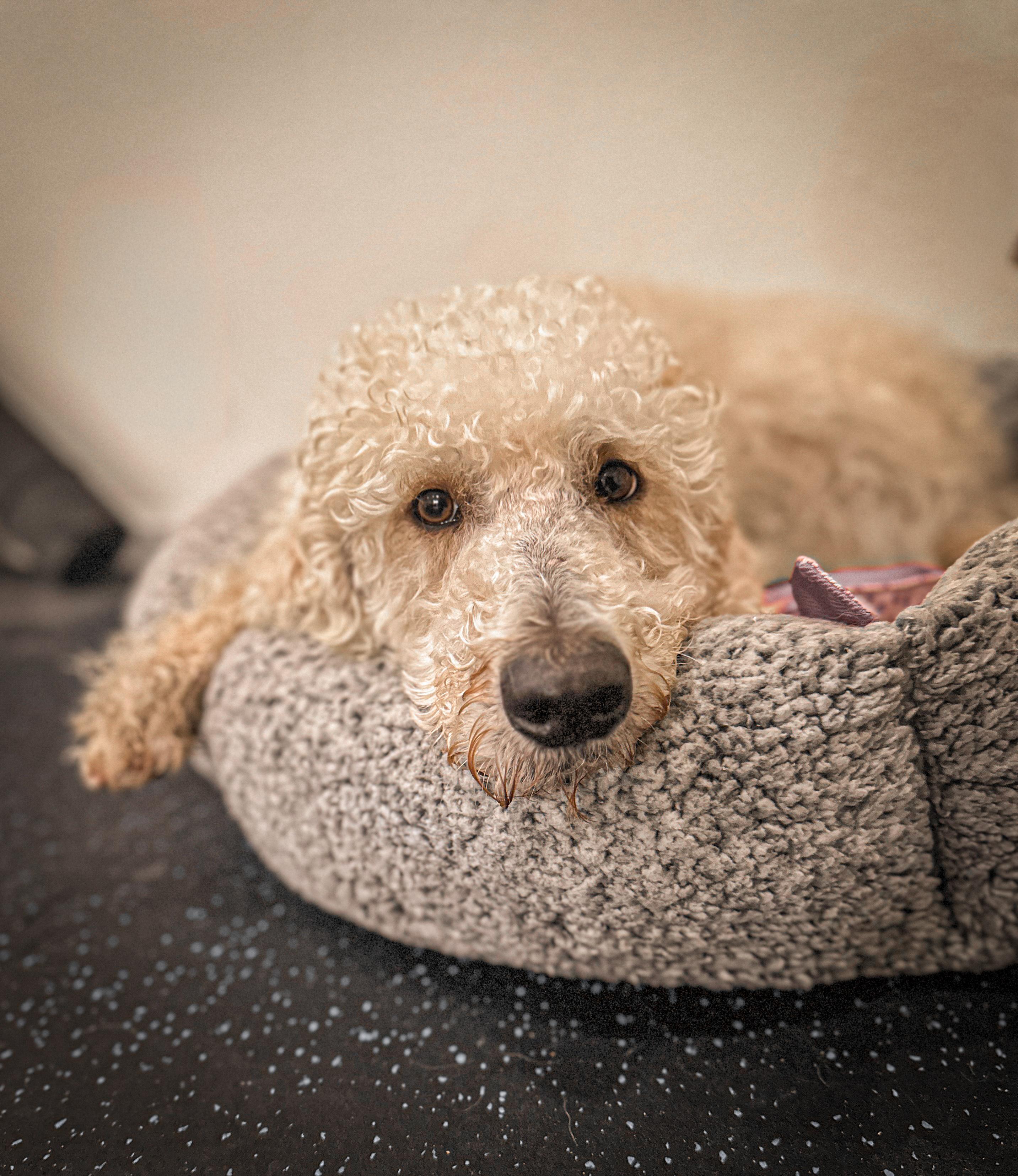 Enlarge Plumber, a ADOPTABLE mixed breed in Fresno, CA image 2/2