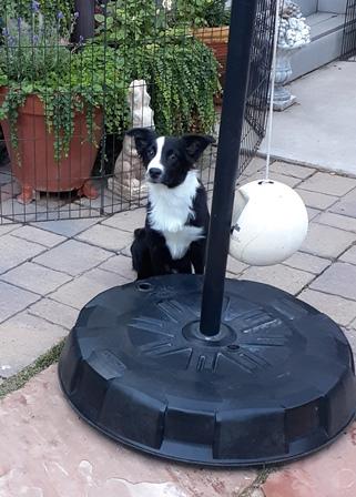 Enlarge AUDI, a Adopted Australian Shepherd in Albuquerque, NM image 5/6