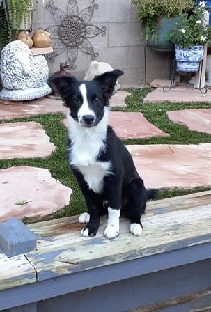Enlarge AUDI, a Adopted Australian Shepherd in Albuquerque, NM image 2/6