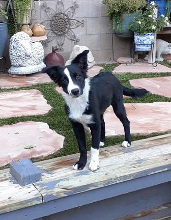 Enlarge AUDI, a Adopted Australian Shepherd in Albuquerque, NM image 3/6