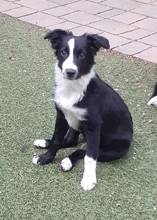 Enlarge AUDI, a Adopted Australian Shepherd in Albuquerque, NM image 4/6