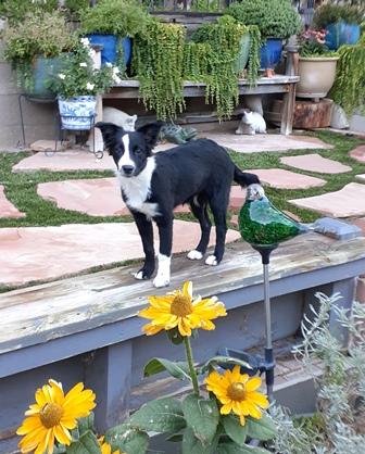 Enlarge AUDI, a Adopted Australian Shepherd in Albuquerque, NM image 1/6