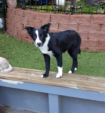 Enlarge AUDI, a Adopted Australian Shepherd in Albuquerque, NM image 6/6