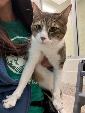 Enlarge PO, a Adoptable Domestic Short Hair in Brighton, CO image 1/1