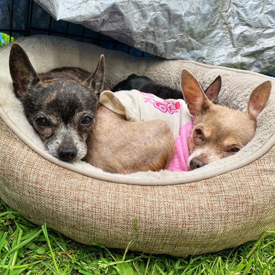 Fosters Needed!!, Adoptable, Adult Female Mixed Breed.