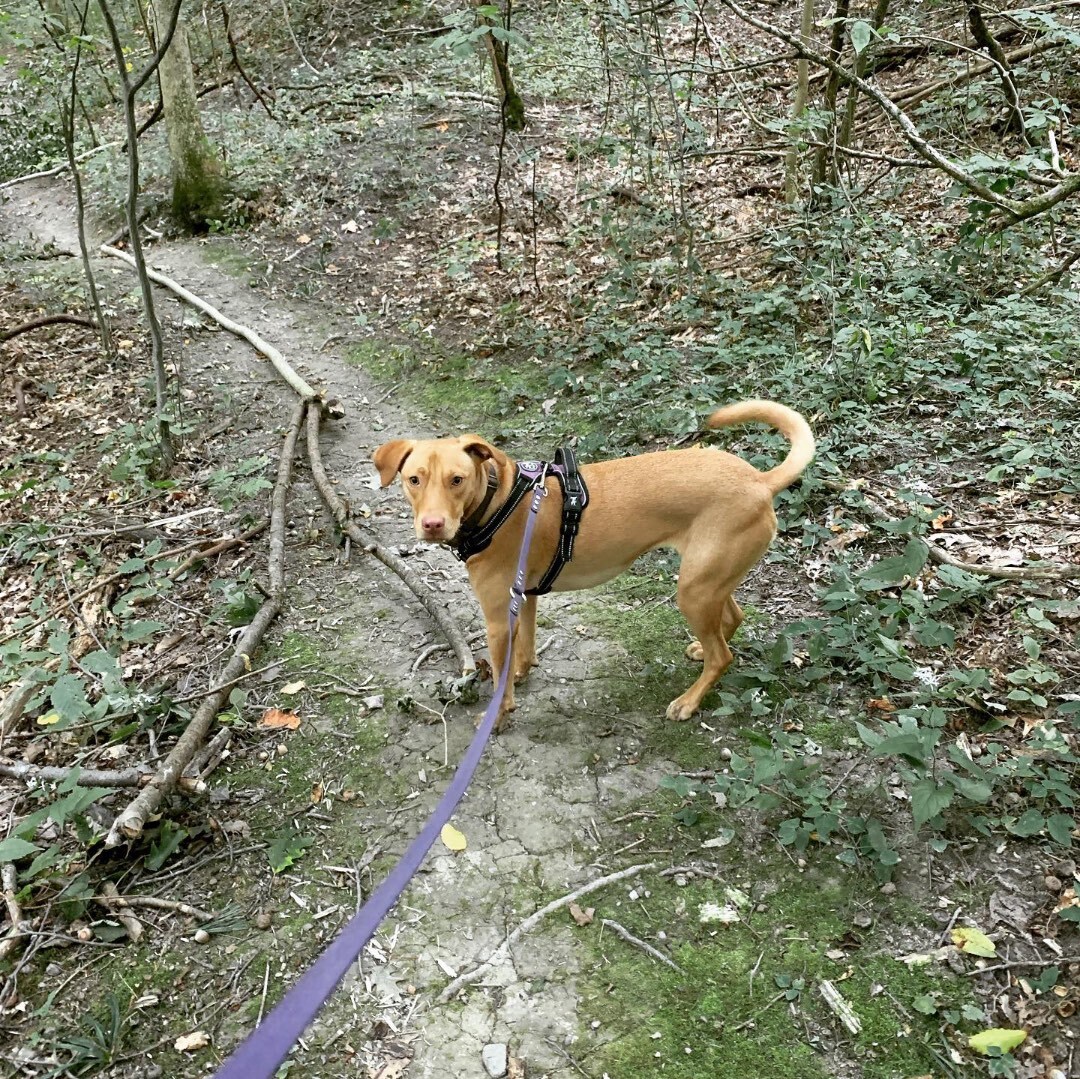 Fosters Needed!!, a Adoptable Mixed Breed in Rensselaer, NY image 2/8