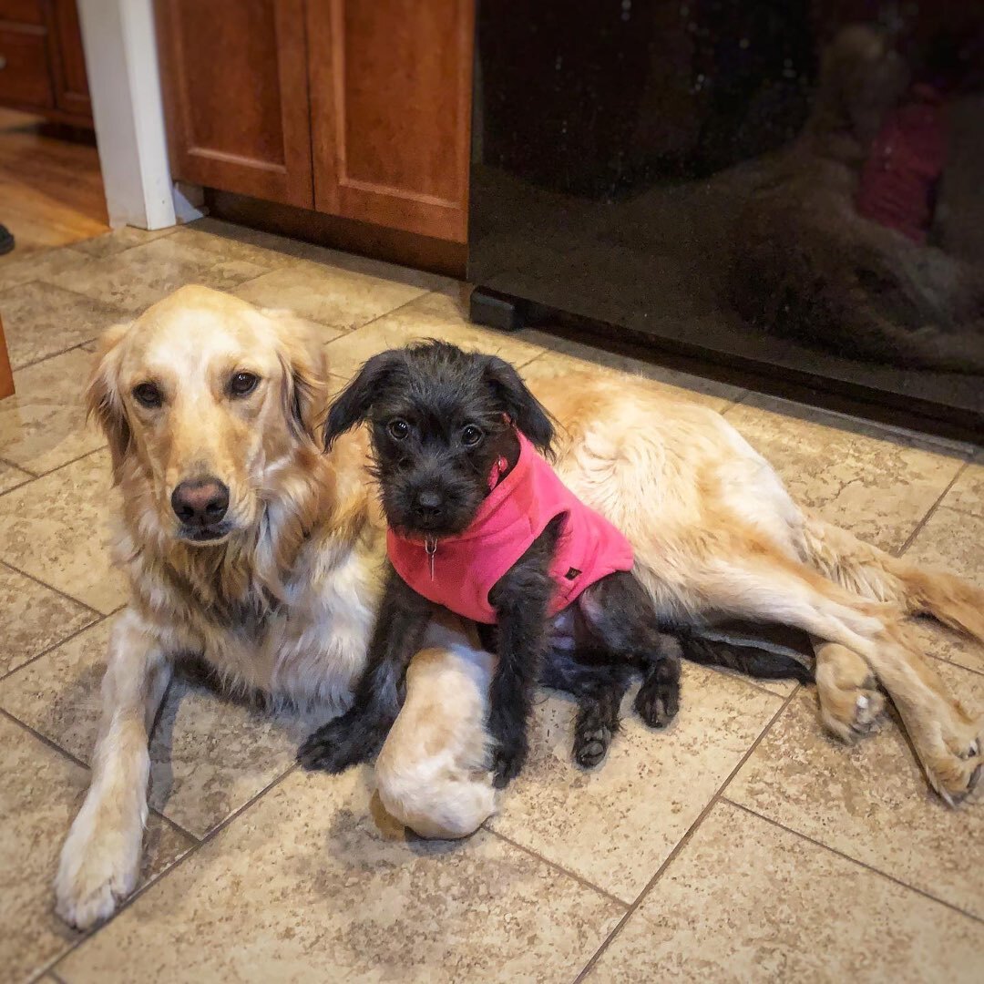 Fosters Needed!!, a Adoptable Mixed Breed in Rensselaer, NY image 3/8