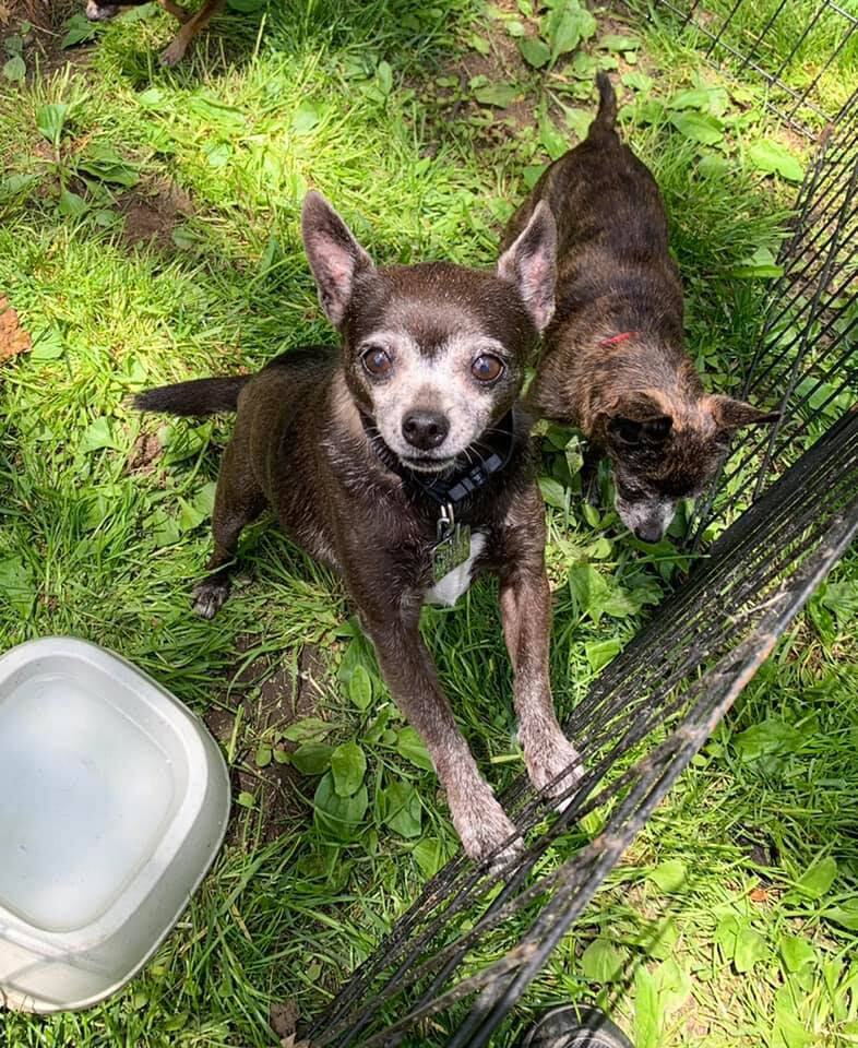 Fosters Needed!!, a Adoptable Mixed Breed in Rensselaer, NY image 4/8