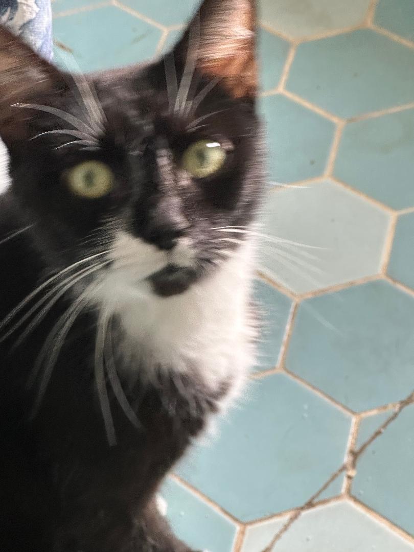 Enlarge Olive, a Adoptable Domestic Short Hair in BEVERLY HILLS, CA image 1/2