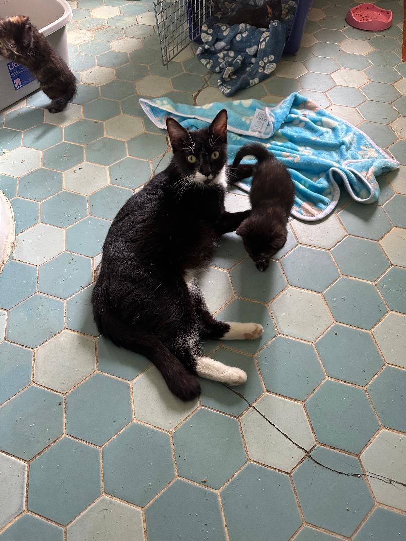 Olive, Adoptable, Adult Female Domestic Short Hair.