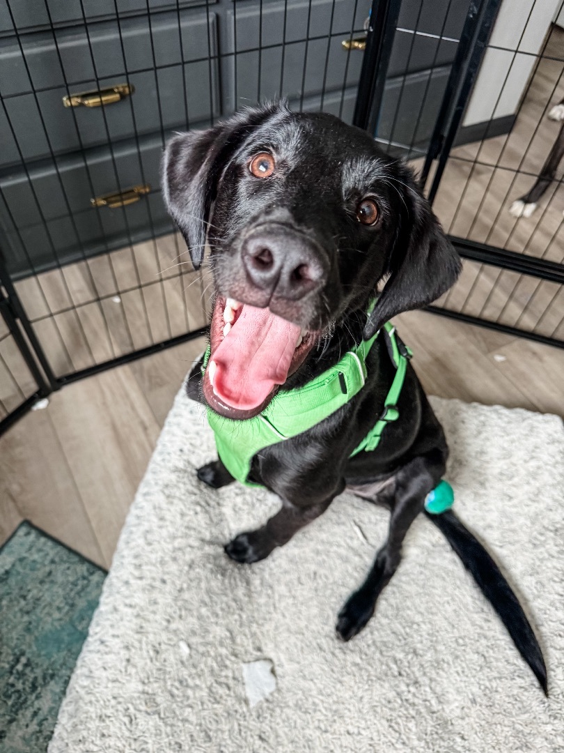 Mukwe AKA Muk, a Adopted mixed breed in Sartell, MN image 3/7