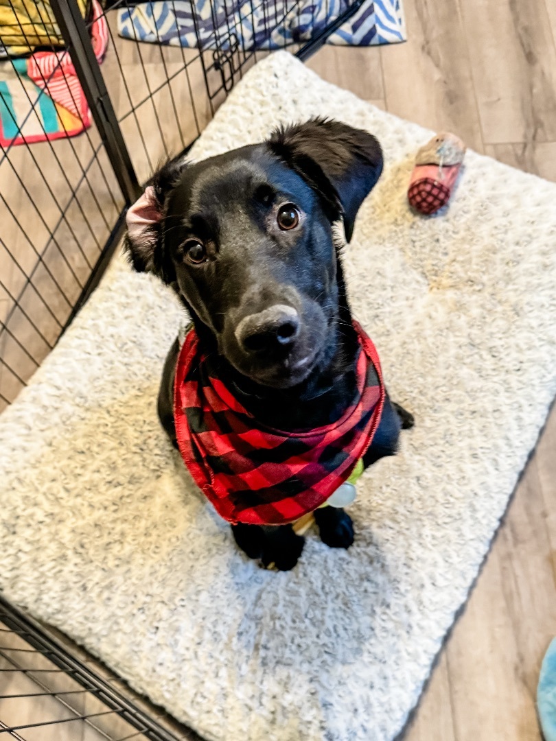 Mukwe AKA Muk, a Adopted mixed breed in Sartell, MN image 1/7