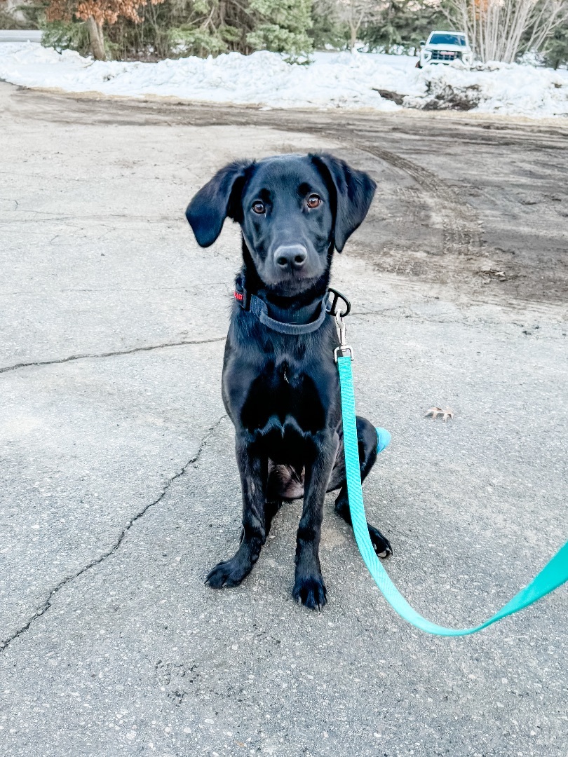 Mukwe AKA Muk, a Adopted mixed breed in Sartell, MN image 4/7