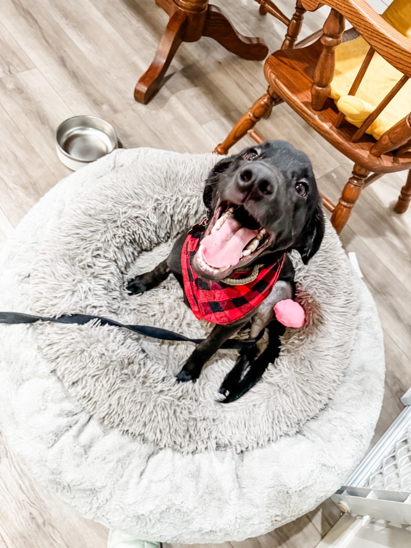 Mukwe AKA Muk, a Adopted mixed breed in Sartell, MN image 6/7
