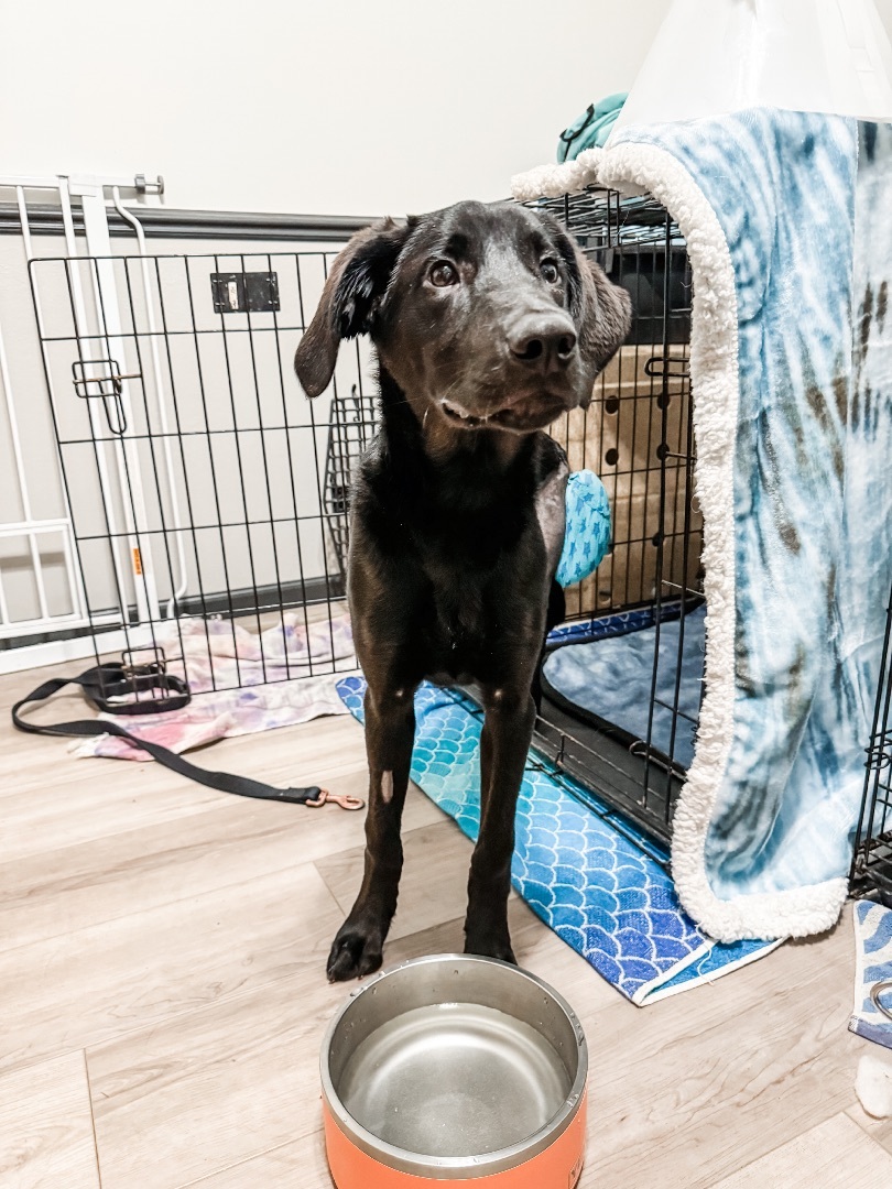 Enlarge Mukwe AKA Muk, a Adopted mixed breed in Sartell, MN image 7/7