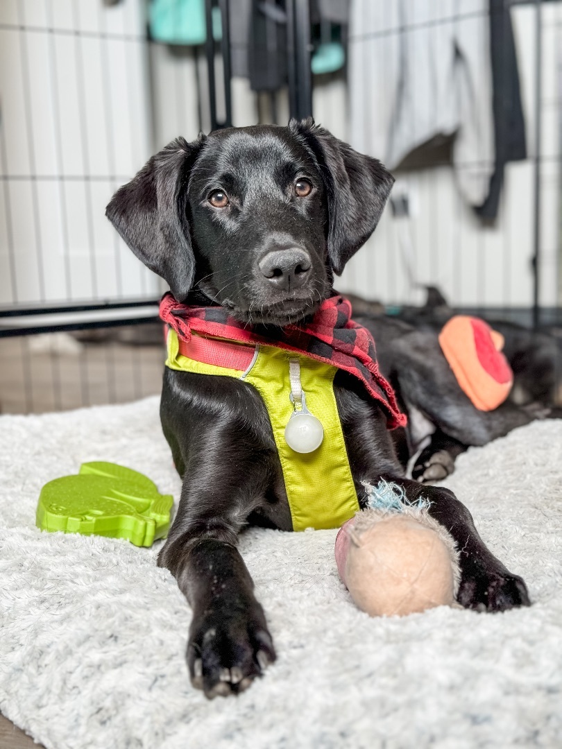 Mukwe AKA Muk, a Adopted mixed breed in Sartell, MN image 2/7