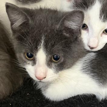 Ross — thumbnail 2