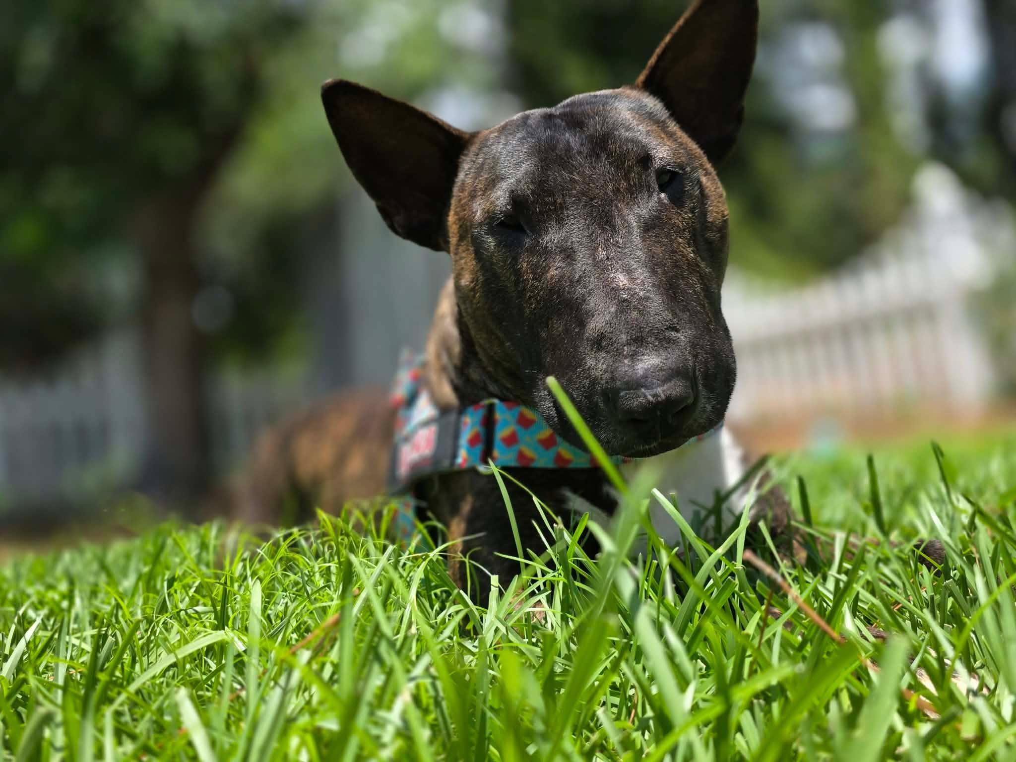 Enlarge 26-032 Ed, a Adoptable Bull Terrier in Myrtle Beach, SC image 1/5