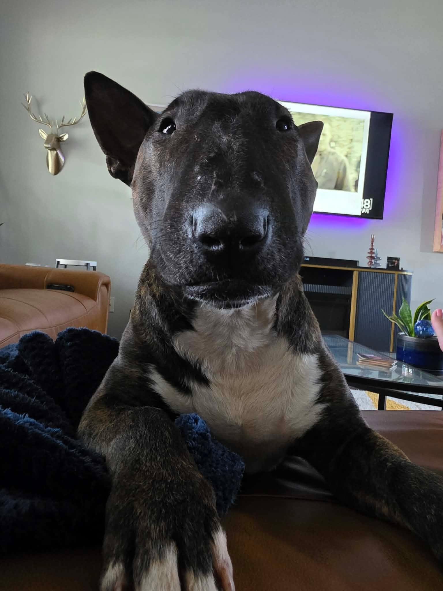 Enlarge 26-032 Ed, a Adoptable Bull Terrier in Myrtle Beach, SC image 2/5