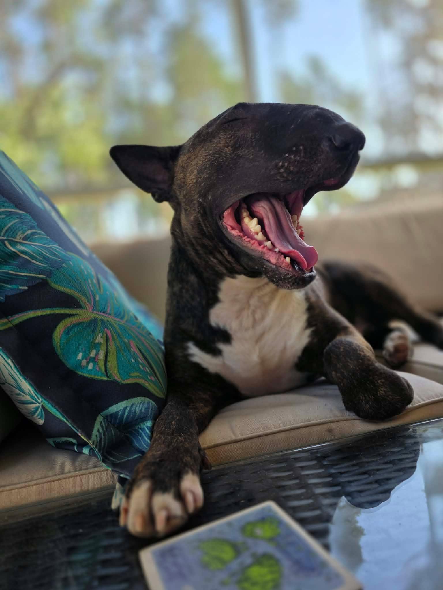 Enlarge 26-032 Ed, a Adoptable Bull Terrier in Myrtle Beach, SC image 3/5
