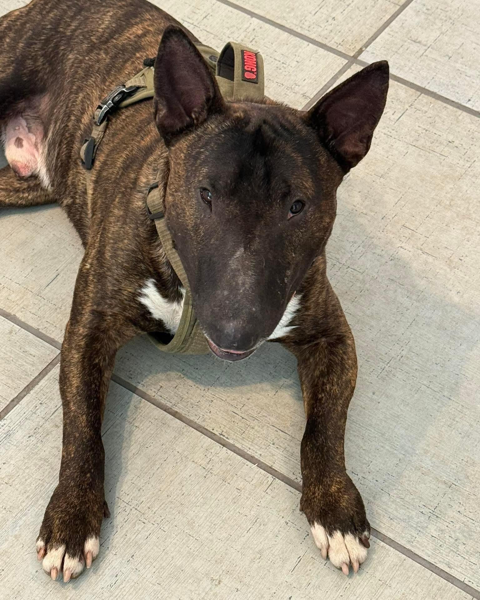 Enlarge 26-032 Ed, a Adoptable Bull Terrier in New York, NY image 1/1