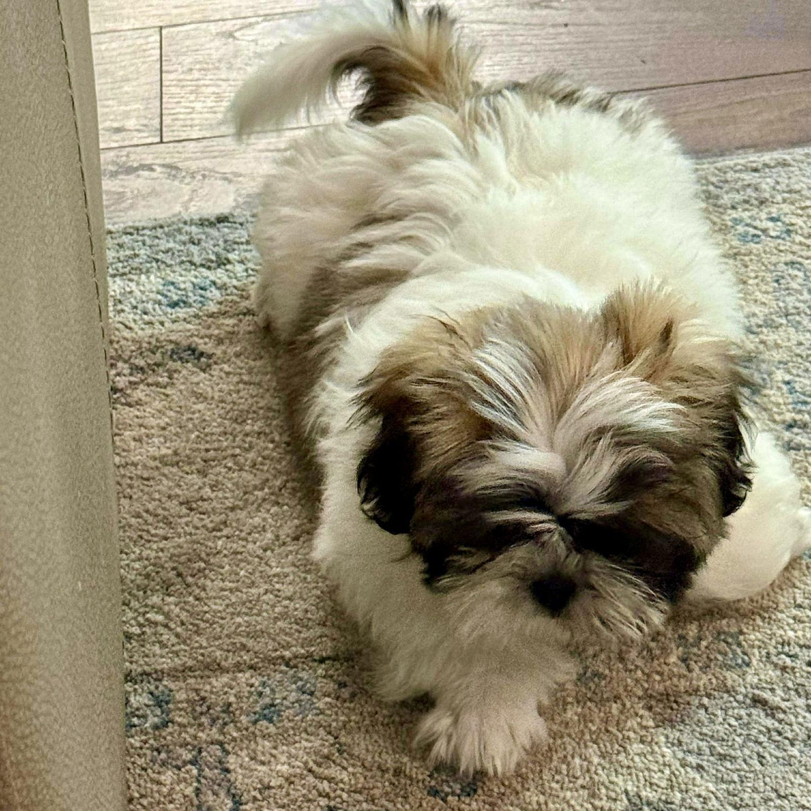 Ginger, Adoptable, Puppy Female Shih Tzu & Lhasa Apso.
