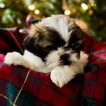 Enlarge Ginger, a Adoptable mixed breed in Hillsborough , NC image 2/3