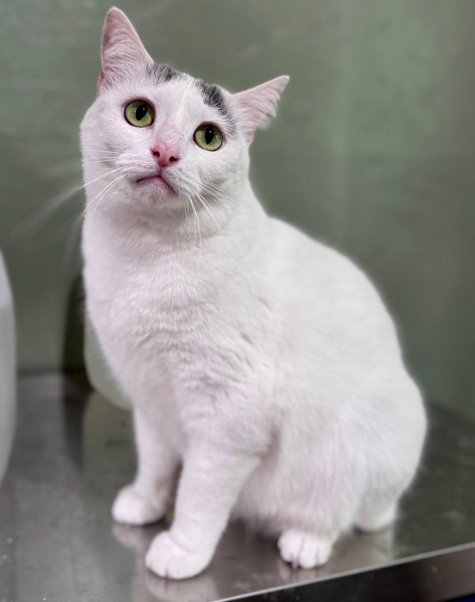 Enlarge Patch, a Adoptable Domestic Short Hair in Rixeyville, VA image 3/4