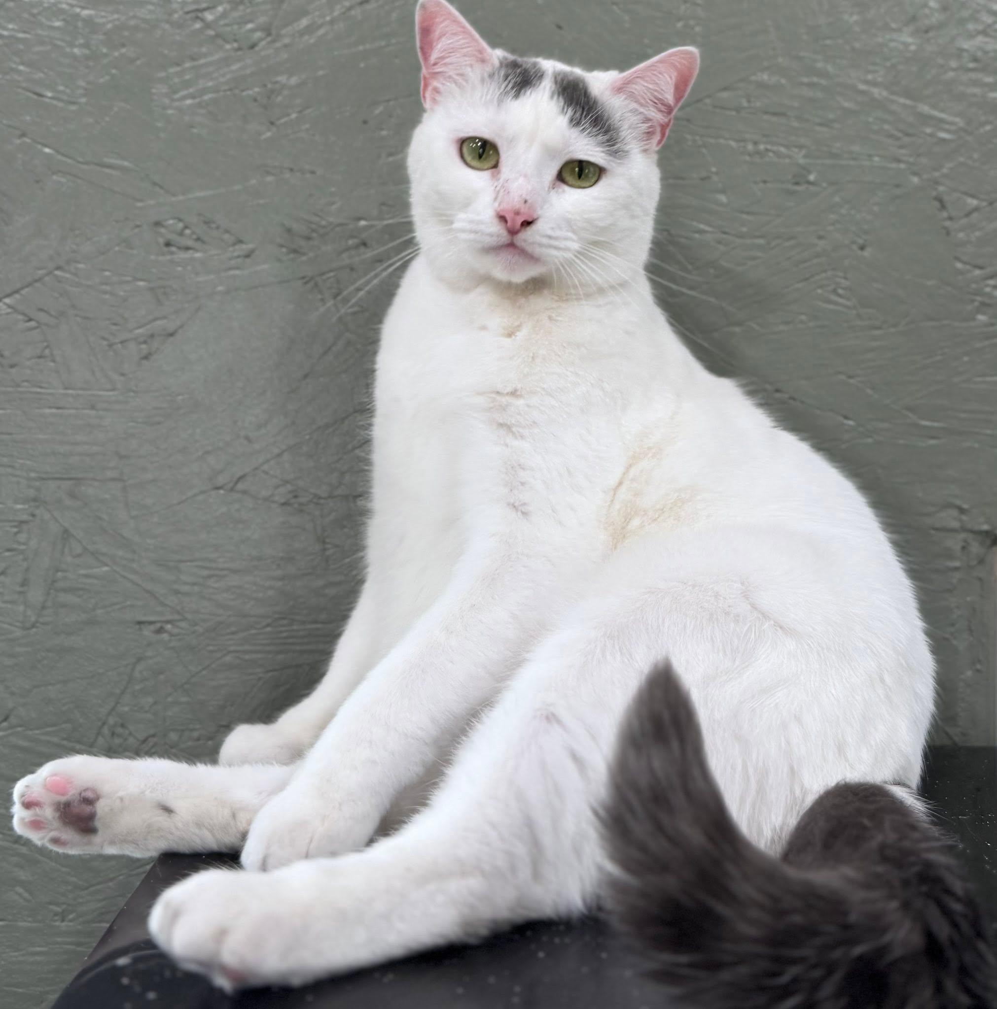 Enlarge Patch, a Adoptable Domestic Short Hair in Rixeyville, VA image 4/4