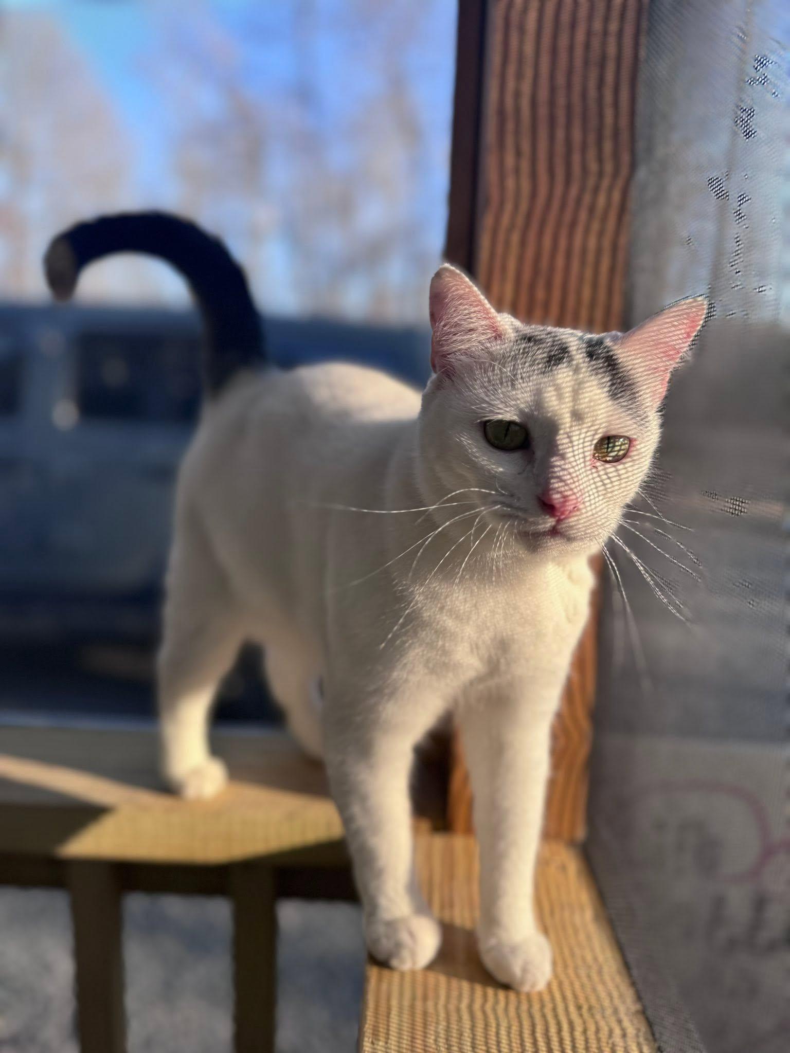 Enlarge Patch, a Adoptable Domestic Short Hair in Rixeyville, VA image 2/4