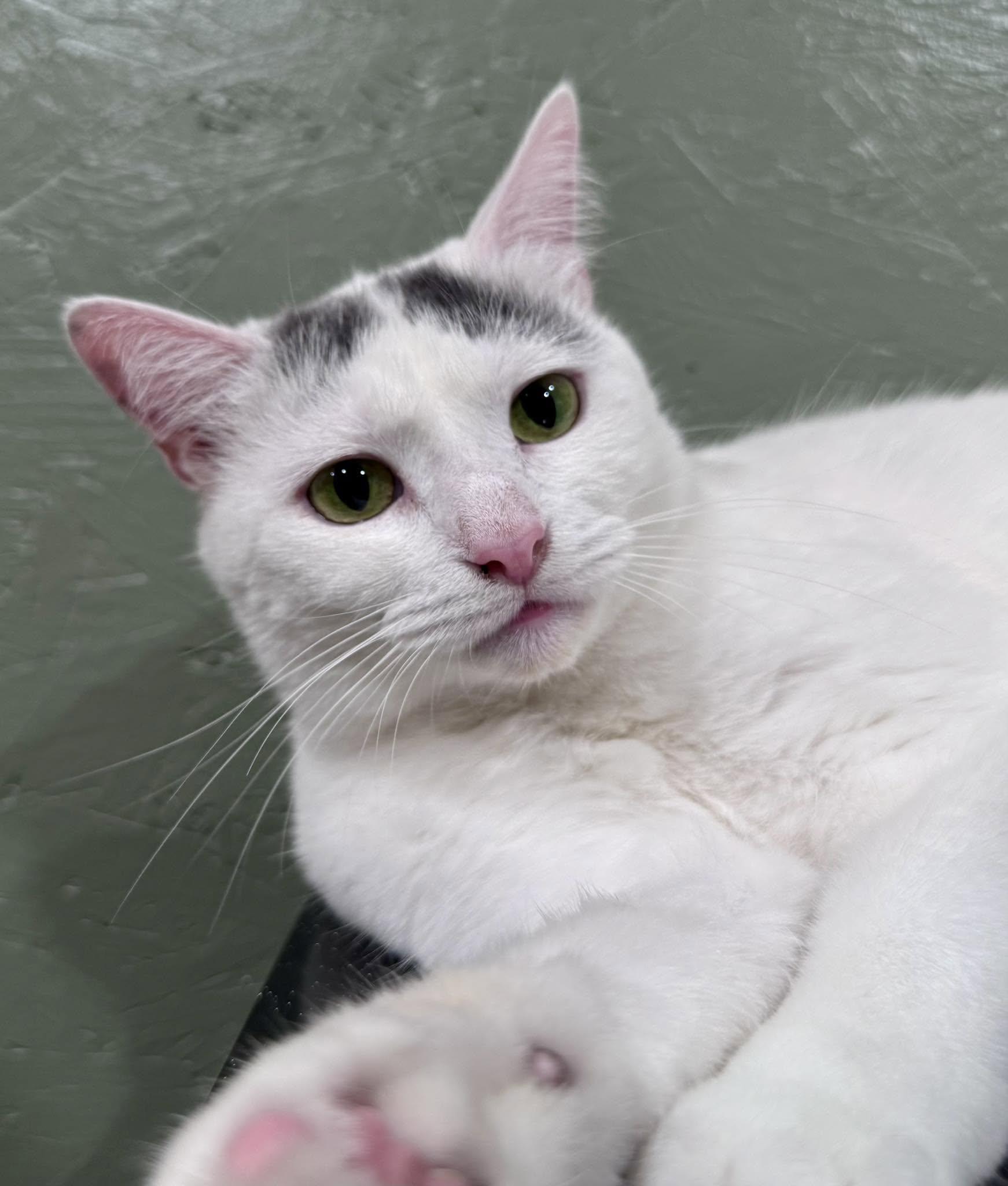 Enlarge Patch, a Adoptable Domestic Short Hair in Rixeyville, VA image 1/4
