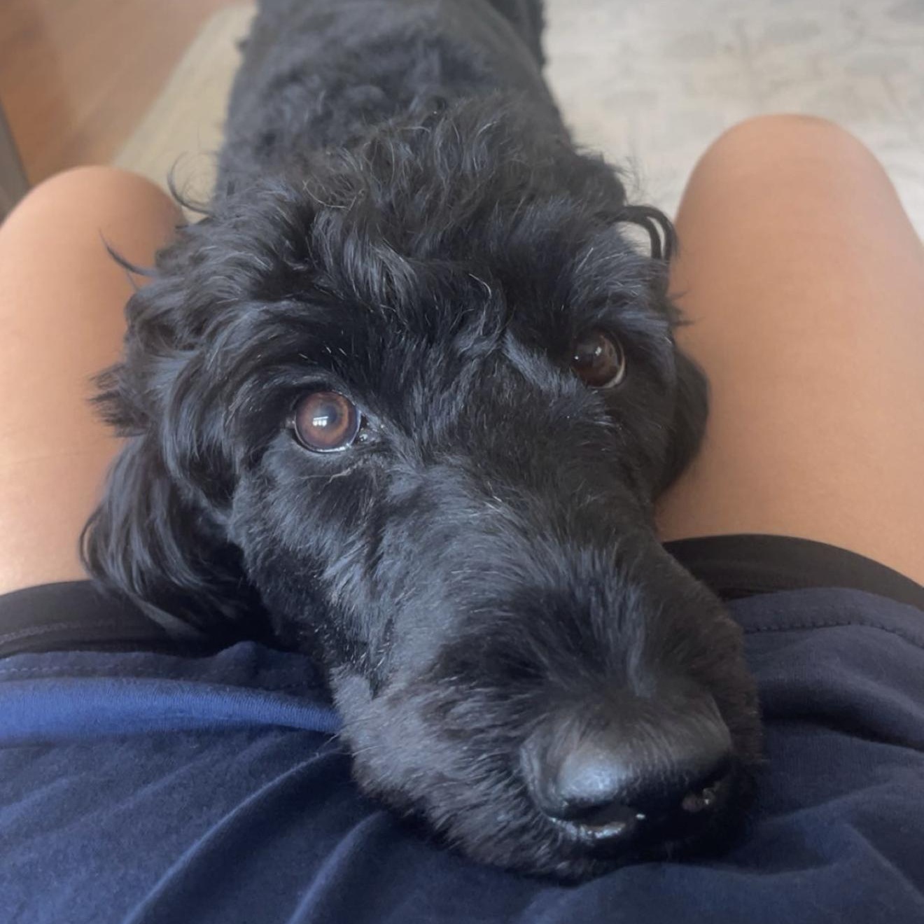 Ivy, an adopted mixed breed in Chicago, IL image 5/6