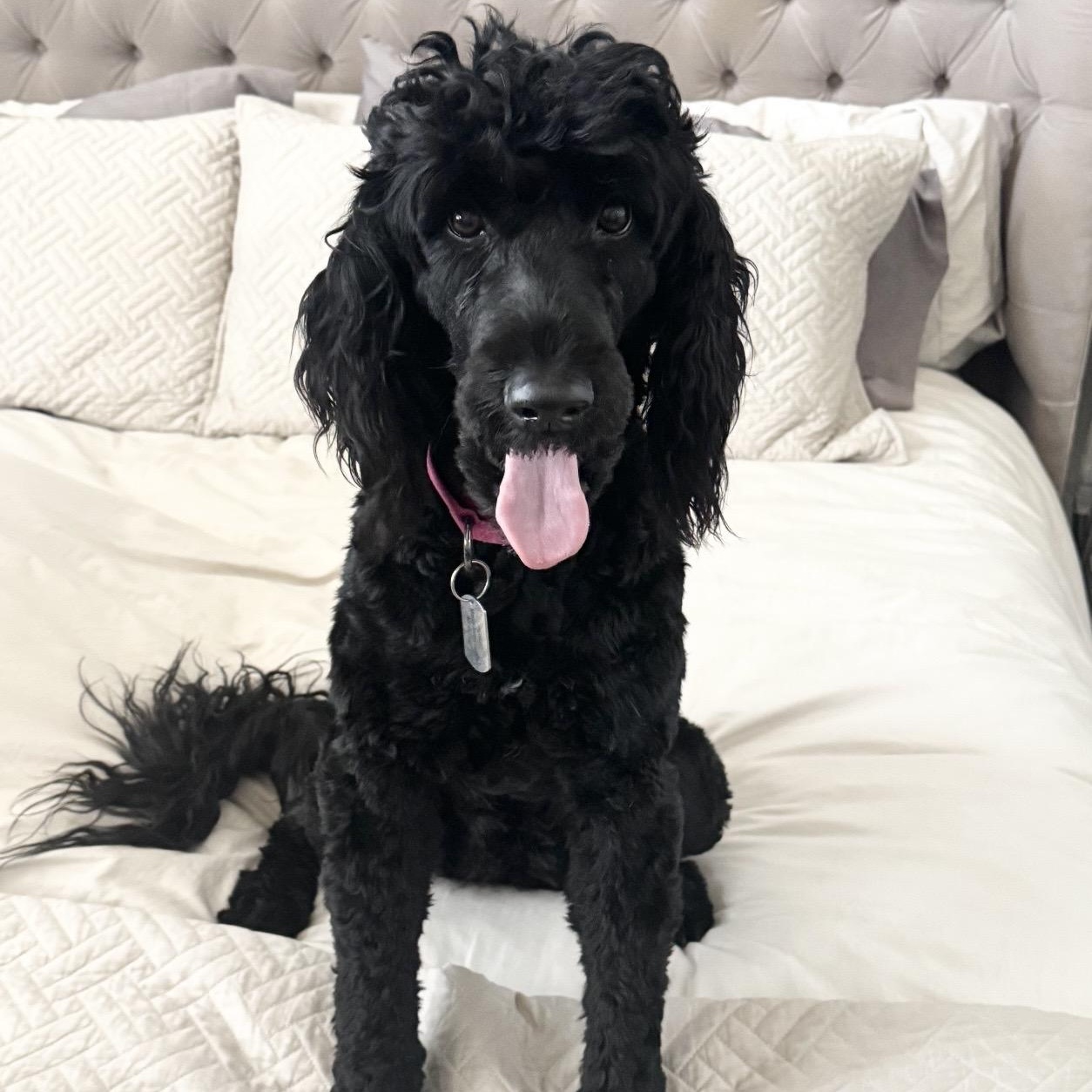 Ivy, adopted, Adult Female Standard Poodle & Labradoodle.