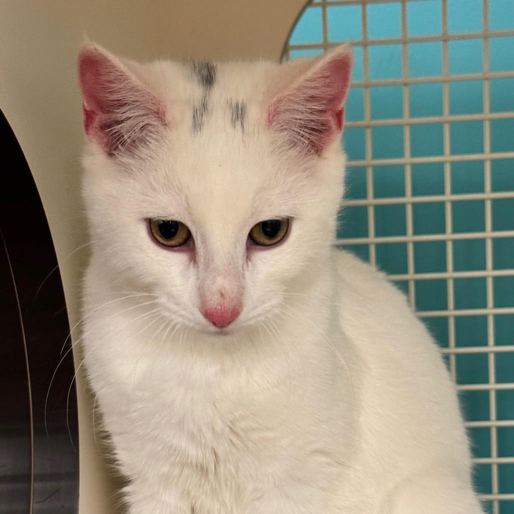 Tot, Adoptable, Young Male Domestic Short Hair.