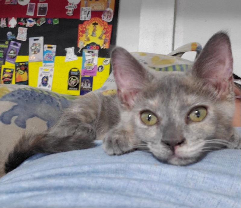 Iris (& Poppy), Adopted, Young Female Dilute Tortoiseshell.