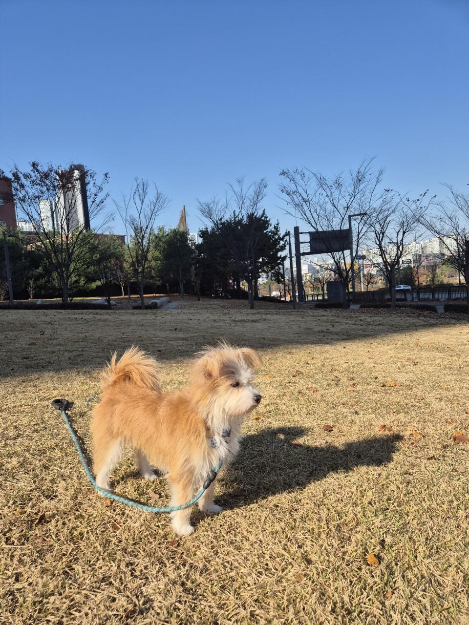 Enlarge Jupi, an adopted mixed breed in Haymarket, VA image 2/4