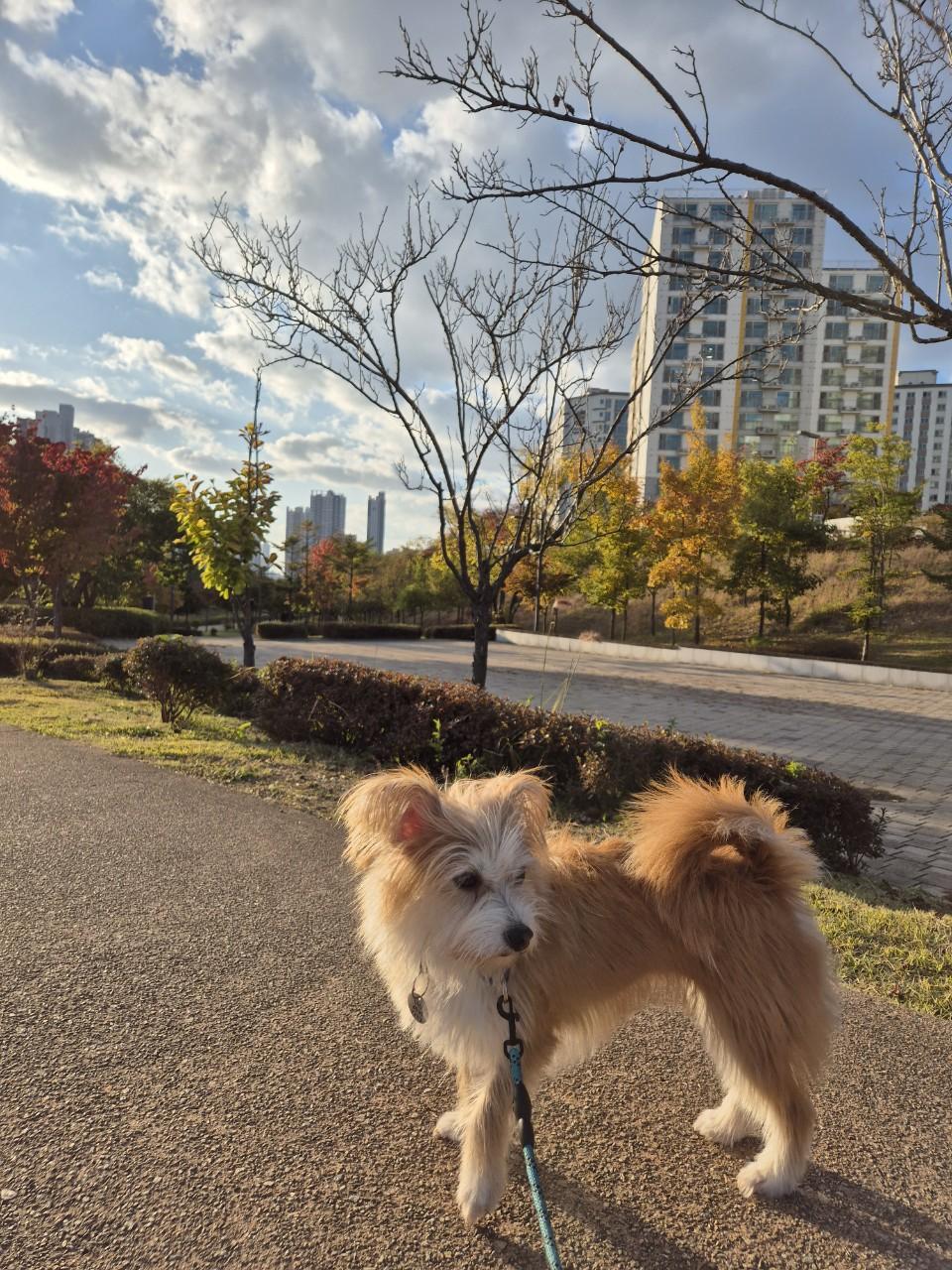 Enlarge Jupi, an adopted mixed breed in Haymarket, VA image 4/4