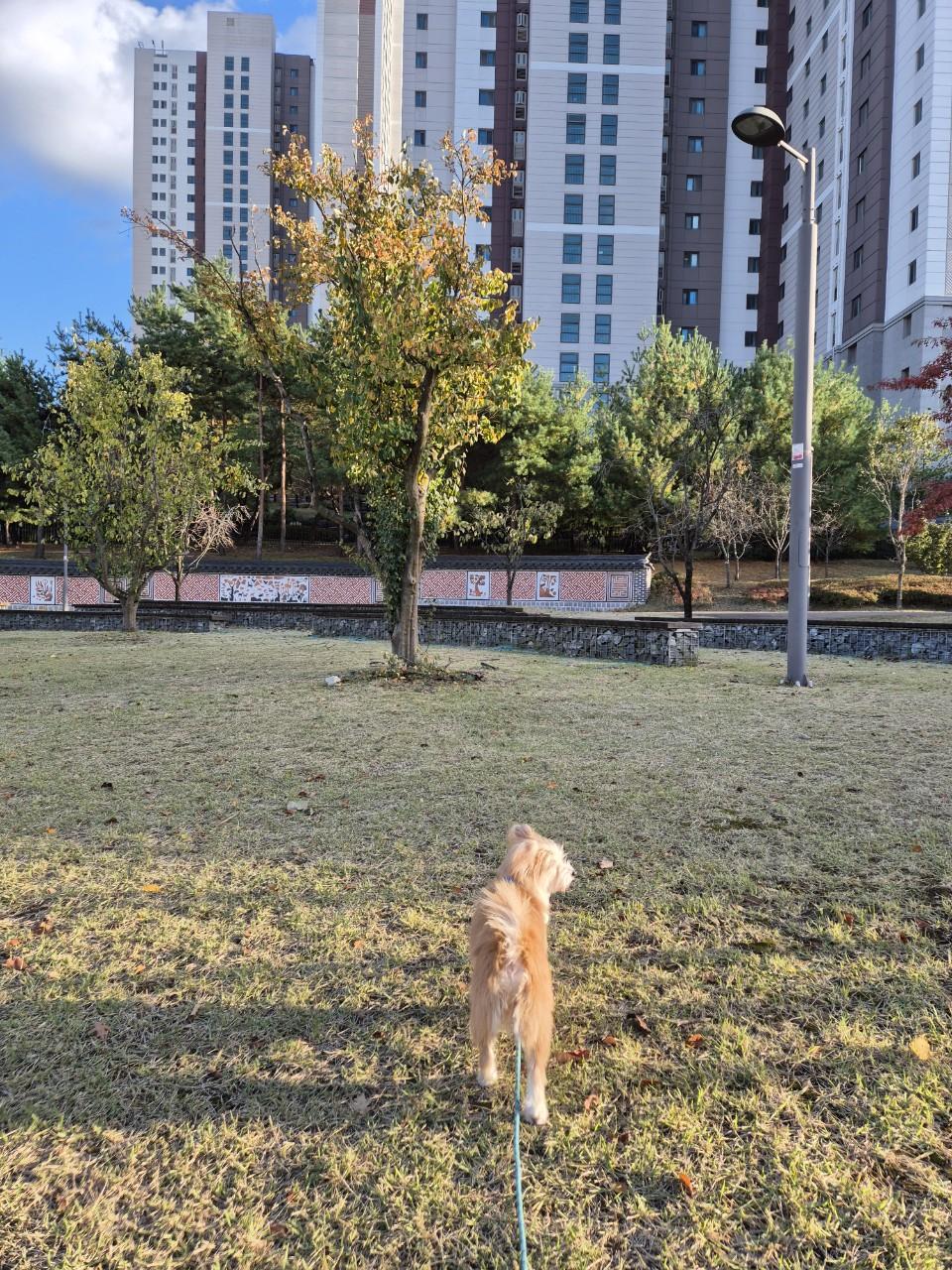 Enlarge Jupi, an adopted mixed breed in Haymarket, VA image 3/4