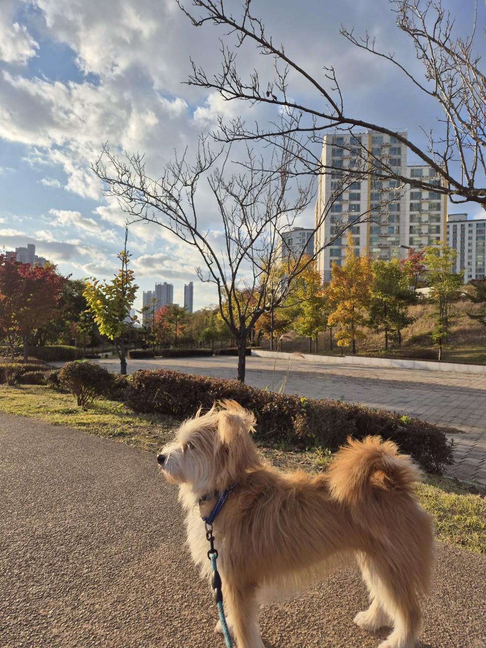 Jupi, adopted, Adult Female Mixed Breed.