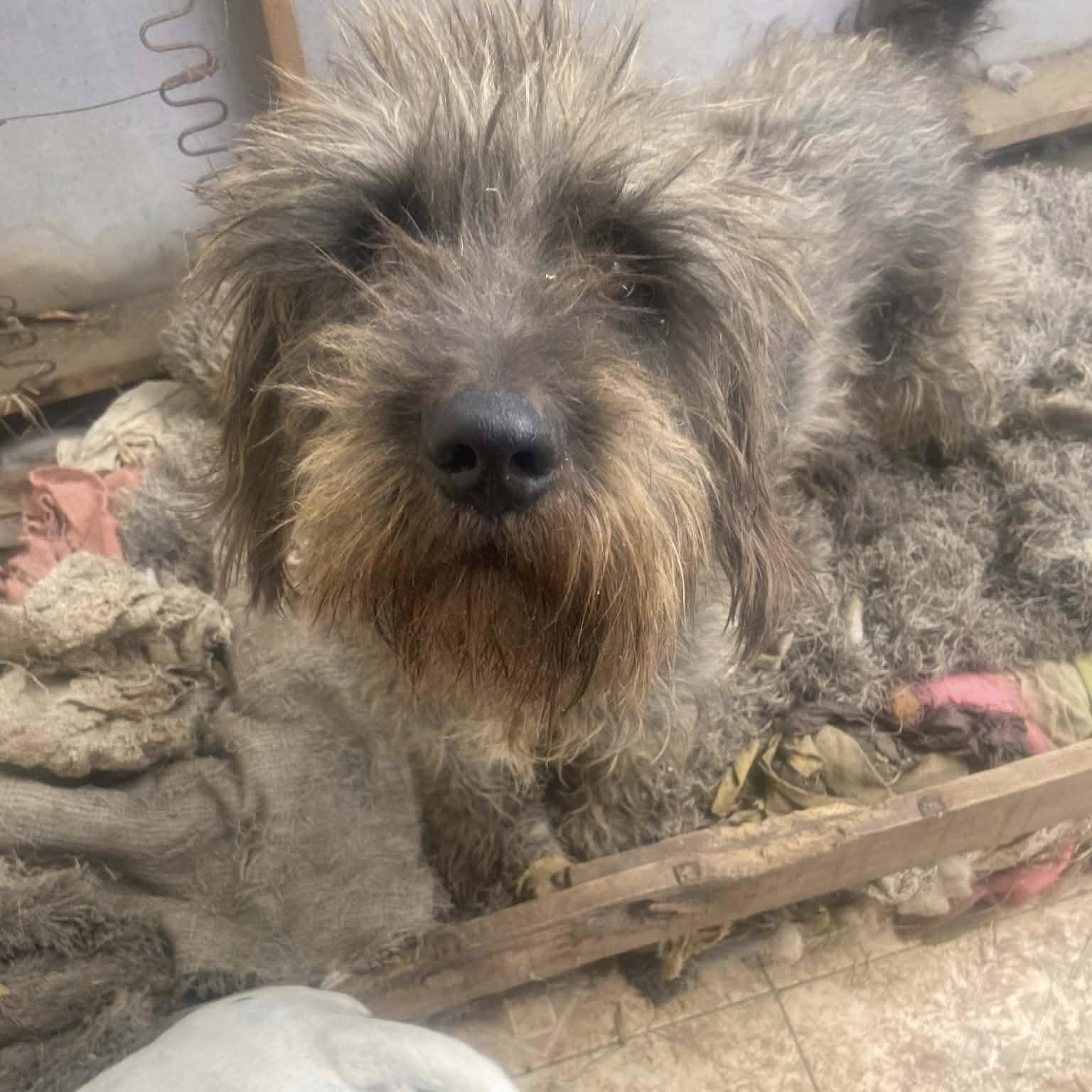 Mister Rogers (20260301-01) — thumbnail 3