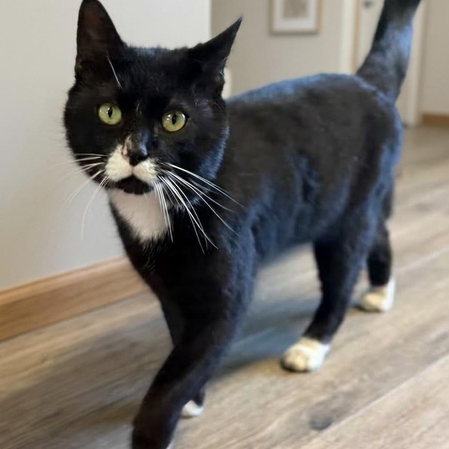 Enlarge Hook (Safe Outdoor Cat!), a ADOPTABLE Tuxedo in Montclair, NJ image 3/6